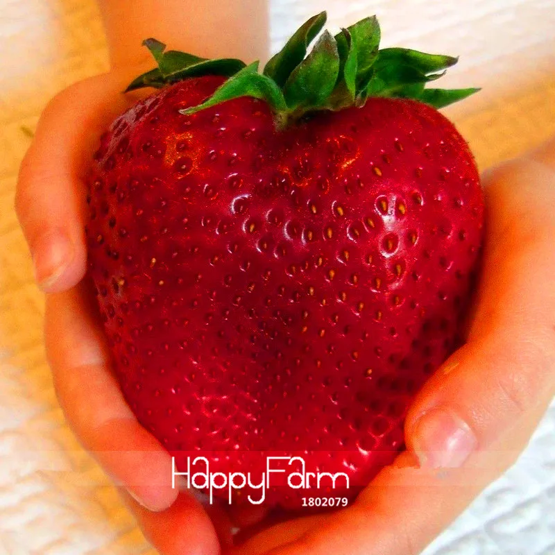 Best-Selling!Rarest Heirloom Super Giant Japan Red Strawberry Organic bonsai, 100 Pcs/Pack, Sweet Juicy Fruit,#WBBSRZ
Best-Selling!Rarest Heirloom Super Giant Japan Red Strawberry Organic bonsai, 100 Pcs/Pack, Sweet Juicy Fruit,#WBBSRZ