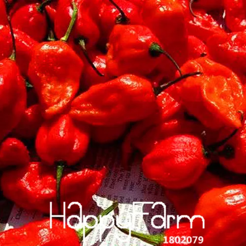 India Devil Hot Chili Courtyard Garden Potted Green Organic Vegetable bonsai World's most Chili - 100 Pieces/pack,#X787NE
India Devil Hot Chili Courtyard Garden Potted Green Organic Vegetable bonsai World's most Chili - 100 Pieces/pack,#X787NE
