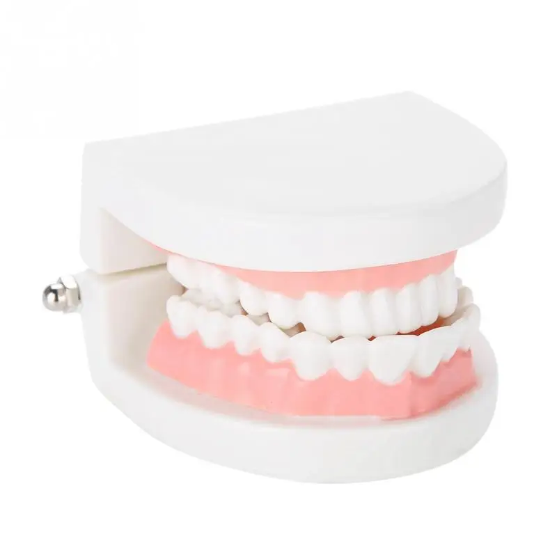 Dental Denture Model 28Pcs Standard Adult Teeth Model Medical Teaching Tool dentist
Dental Denture Model 28Pcs Standard Adult Teeth Model Medical Teaching Tool dentist