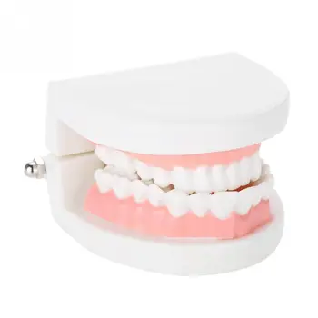 Dental Denture Model 28Pcs Standard Adult Teeth Model Medical Teaching Tool dentist
Dental Denture Model 28Pcs Standard Adult Teeth Model Medical Teaching Tool dentist
