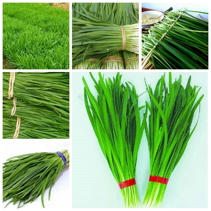 100 pcs/ bag Chinese Chives Everygreen Non-GMO Tasty Juicy Leek Vegetable Garden Plant Flower Pot Planters Easy to Grow
100 pcs/ bag Chinese Chives Everygreen Non-GMO Tasty Juicy Leek Vegetable Garden Plant Flower Pot Planters Easy to Grow