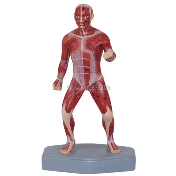 Numbered 20CM Human traumatism Muscular Figure Model anatomy anatomical traumatic medical instruments condoms anatomy model
Numbered 20CM Human traumatism Muscular Figure Model anatomy anatomical traumatic medical instruments condoms anatomy model