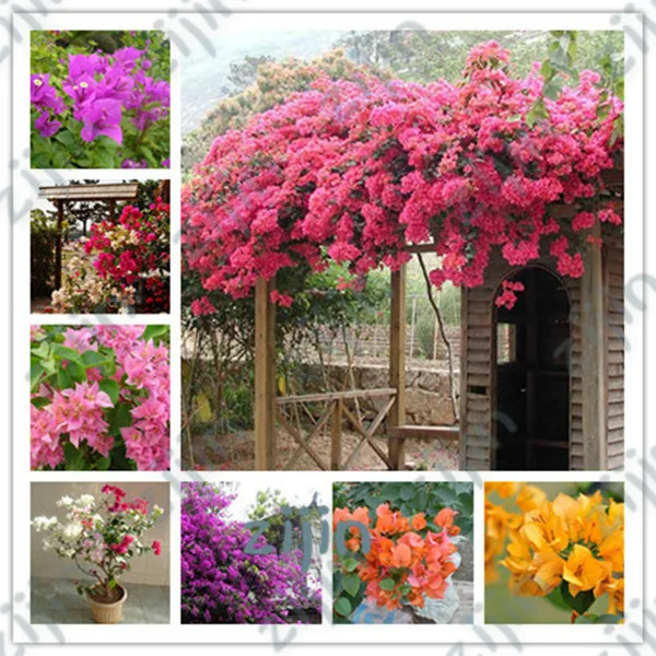 50Pcs Bonsai Mixed Bougainvillea Plant Bougainvillea Willd Flower Plant Climbing Flower Plant For Home & Garden
50Pcs Bonsai Mixed Bougainvillea Plant Bougainvillea Willd Flower Plant Climbing Flower Plant For Home & Garden