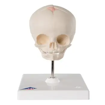 Human 3B Scientific A26 30th Week of Pregnancy Natural Cast Fetal Skull anatomical brain medical instruments condoms model
Human 3B Scientific A26 30th Week of Pregnancy Natural Cast Fetal Skull anatomical brain medical instruments condoms model