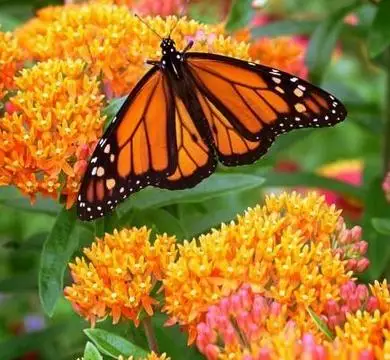 2018 Hot Sale Sementes Flower bonsai 20 Attractive Butterfly Milkweed Asclepias Tuberosa Perennial Flowers bonsai Free Shipping
2018 Hot Sale Sementes Flower bonsai 20 Attractive Butterfly Milkweed Asclepias Tuberosa Perennial Flowers bonsai Free Shipping