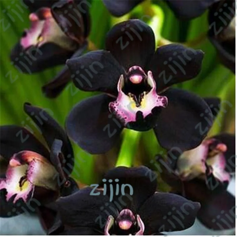 20pcs Unique Black Cymbidium Faberi Garden Flower bonsai Flowering Plants Orchid Flower bonsais
20pcs Unique Black Cymbidium Faberi Garden Flower bonsai Flowering Plants Orchid Flower bonsais