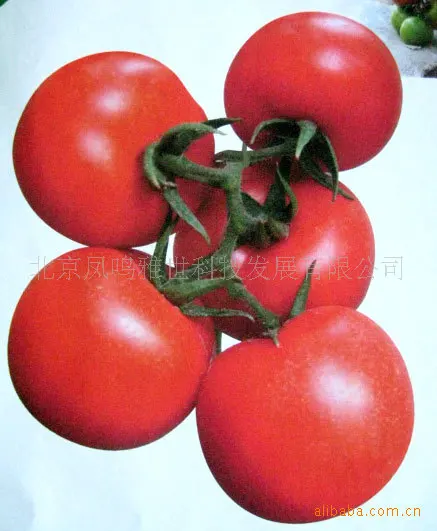 2018 Real New Arrival Summer Aquarius Excluded Very Easy Interest Mini Garden Annual bonsai Kadir 100pcs Organic Vegetable
2018 Real New Arrival Summer Aquarius Excluded Very Easy Interest Mini Garden Annual bonsai Kadir 100pcs Organic Vegetable