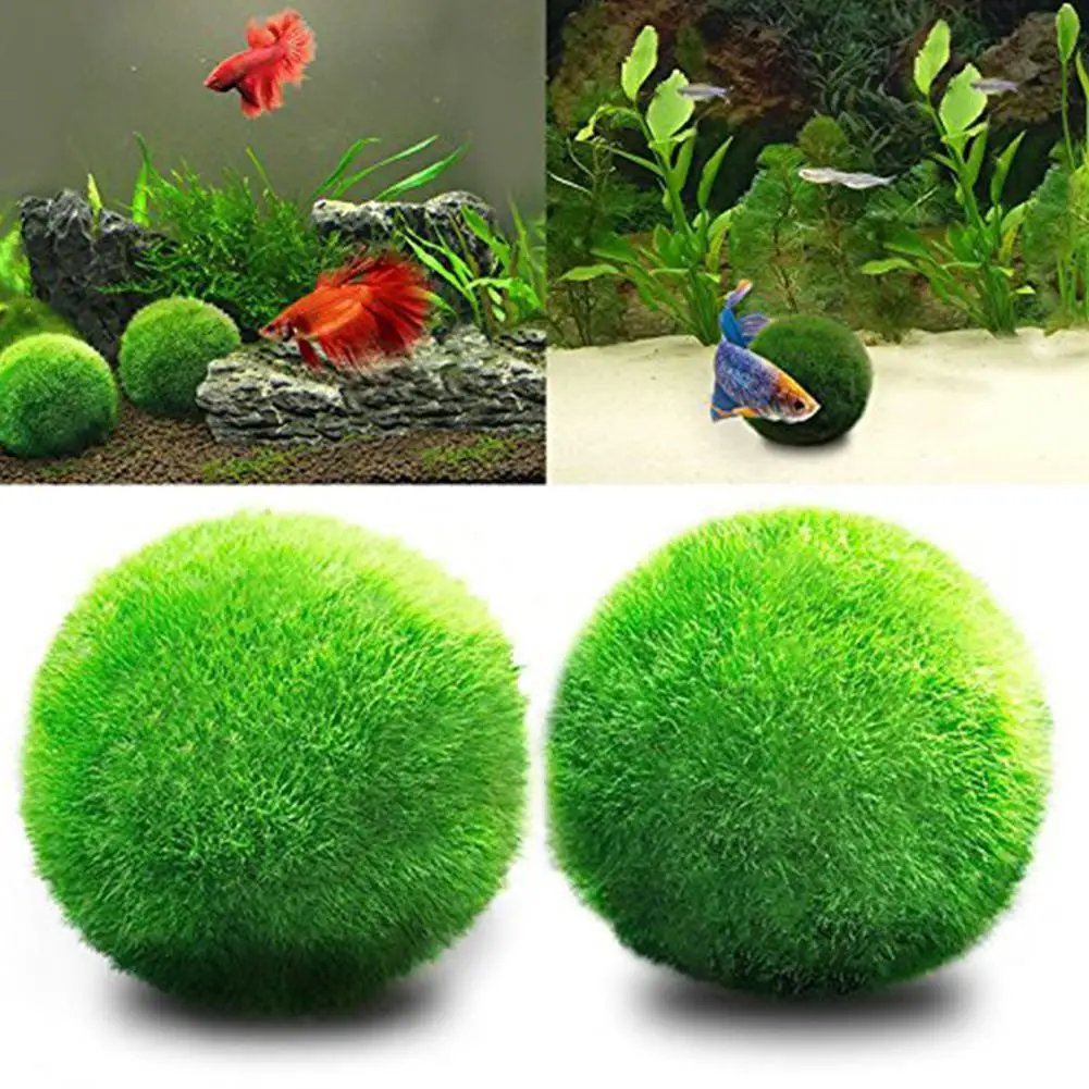 Living Green Seaweed Ball Small algae ball for Aquarium Fish Tank Landscaping Decoration
Living Green Seaweed Ball Small algae ball for Aquarium Fish Tank Landscaping Decoration