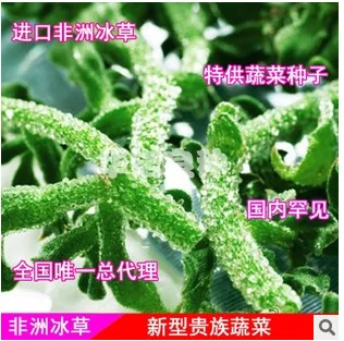 Japan Ice Ice bonsais bonsais latest most popular ice-like vegetable bonsai 100pcs
Japan Ice Ice bonsais bonsais latest most popular ice-like vegetable bonsai 100pcs