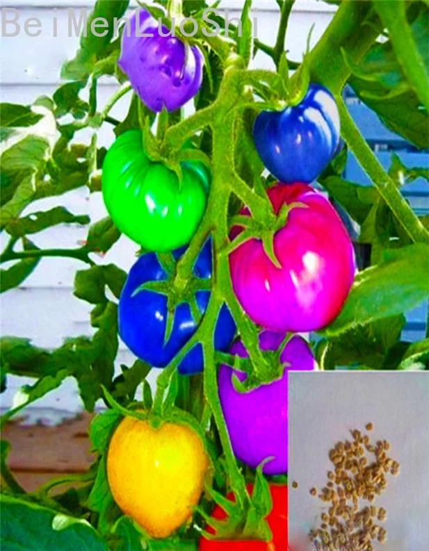 Tomato Organic Fruit and Vegetable Plants Rainbow Tomato Courtyard Vegetable Plants 100pcs
Tomato Organic Fruit and Vegetable Plants Rainbow Tomato Courtyard Vegetable Plants 100pcs