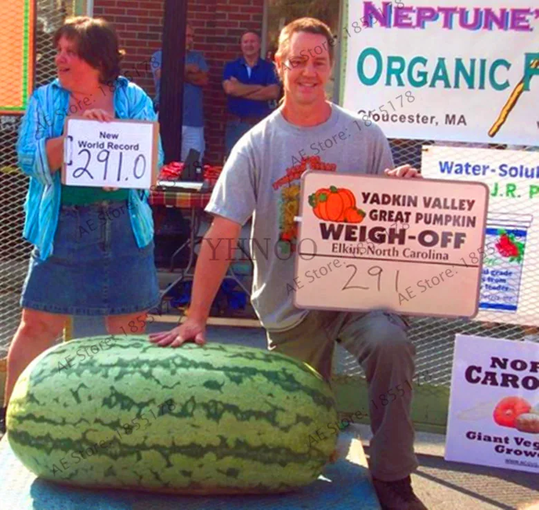 Big Promotion!50PCS/bag Giant Watermelon Bonsai Sweet Taste Vegetables and Fruit Plants Very Giant Delicious Organic Fruit Free
Big Promotion!50PCS/bag Giant Watermelon Bonsai Sweet Taste Vegetables and Fruit Plants Very Giant Delicious Organic Fruit Free