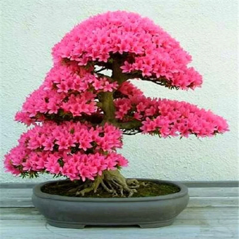New Arrival 5pcs Cerasus sp. bonsais Cherry blossoms Perennial Flower bonsais for Garden in Bonsai
New Arrival 5pcs Cerasus sp. bonsais Cherry blossoms Perennial Flower bonsais for Garden in Bonsai