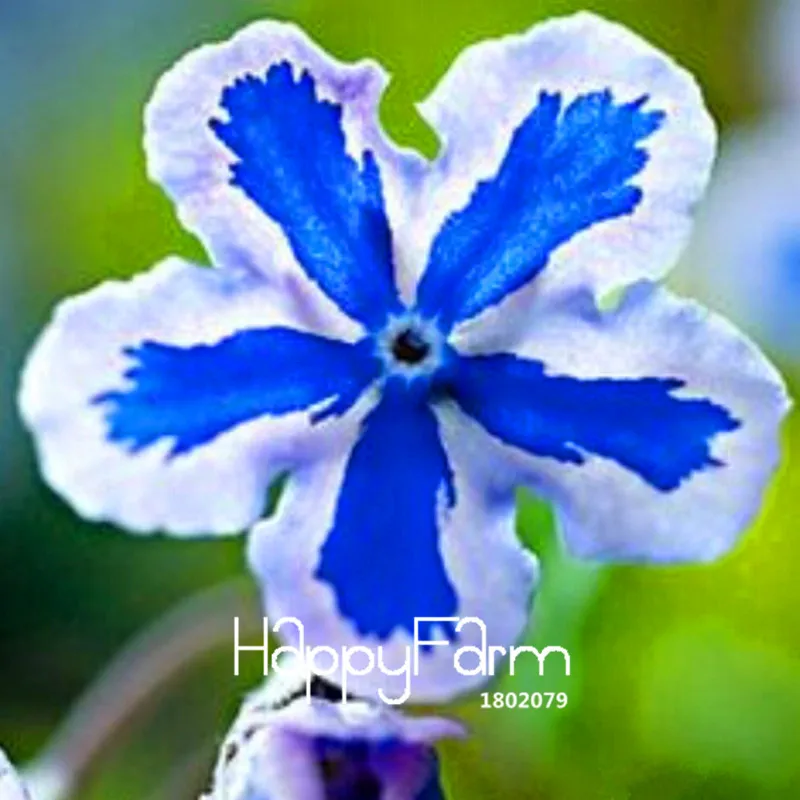 Hot Sale! 100 Pieces A Lot American forget-me-not Flower Bonsai Starry Eyes potted plants for home garden
Hot Sale! 100 Pieces A Lot American forget-me-not Flower Bonsai Starry Eyes potted plants for home garden
