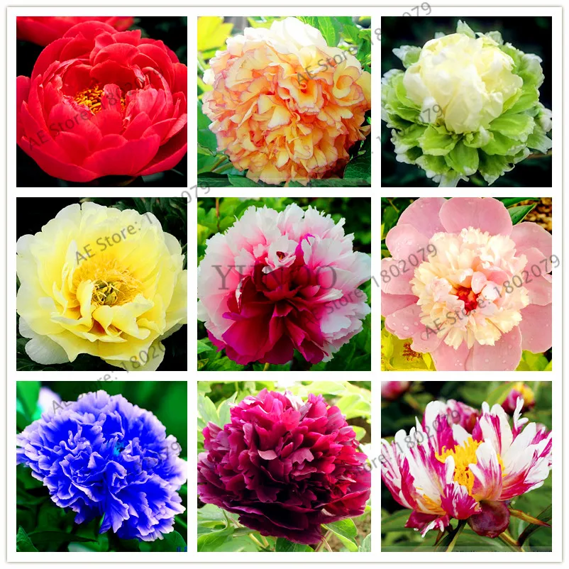 Gig sale!10pcs/pack Rare perennial Peony Flower Tree flores, mixed color and species, bonsai plant for home&garden
Gig sale!10pcs/pack Rare perennial Peony Flower Tree flores, mixed color and species, bonsai plant for home&garden
