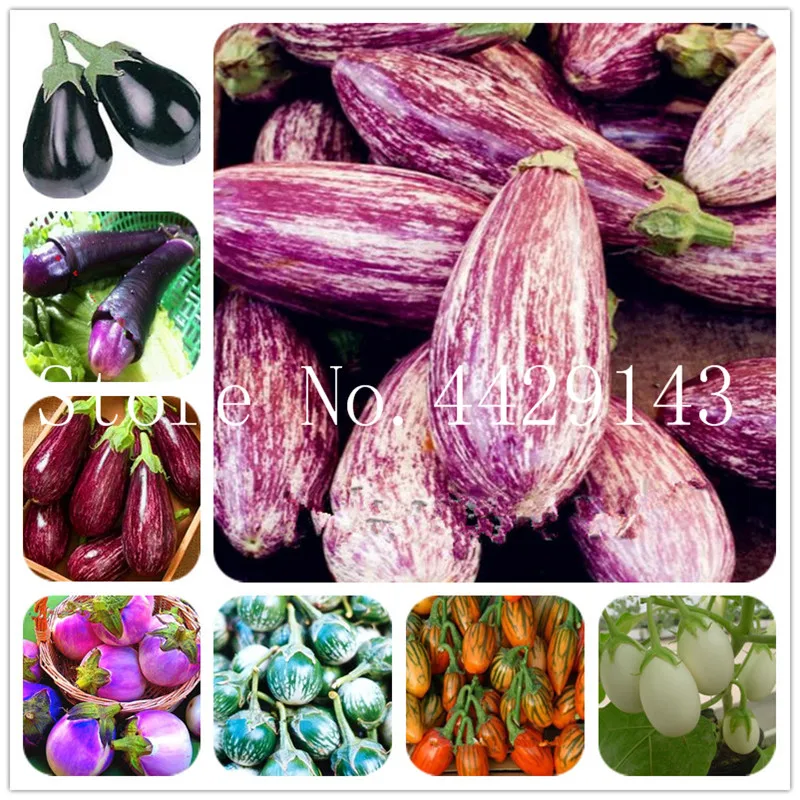 Vegetable Bonsai Rare Aubergine DIY Potted Plant Italian Eggplant Heirloom Organic bonsai Garden Decoration Plant 100 Pcs
Vegetable Bonsai Rare Aubergine DIY Potted Plant Italian Eggplant Heirloom Organic bonsai Garden Decoration Plant 100 Pcs