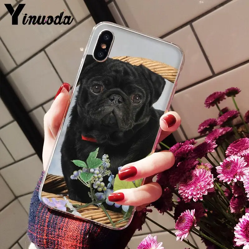 Cute pug dog