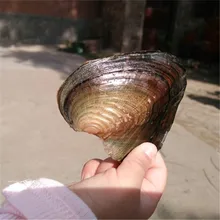 Primeiro mostrar 1 peças de água doce cultivada cor natural arroz oval pérolas vácuo-embalado ostras desejo pérola oyster pérola mexilhão(China)