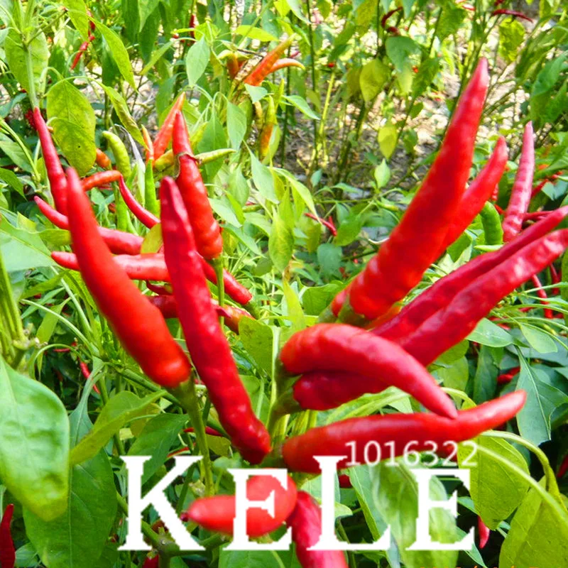 Sale!Red Pepper Potted Garden Courtyard With a Non-transgenic Plant Organic Vegetables Pepper bonsai 100 Pcs/Bag,#TLK6HQ
Sale!Red Pepper Potted Garden Courtyard With a Non-transgenic Plant Organic Vegetables Pepper bonsai 100 Pcs/Bag,#TLK6HQ