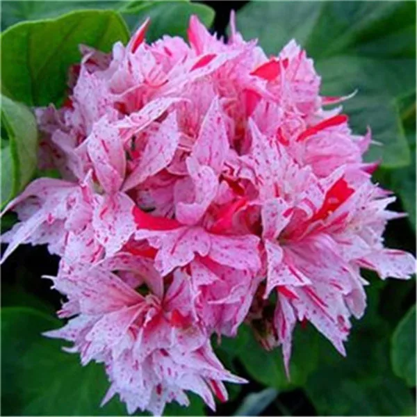 Rare cheap 200pcs/bag Mix colour geranium bonsai flower Pelargonium Peltatum potted plant geranium for home garden planting
Rare cheap 200pcs/bag Mix colour geranium bonsai flower Pelargonium Peltatum potted plant geranium for home garden planting
