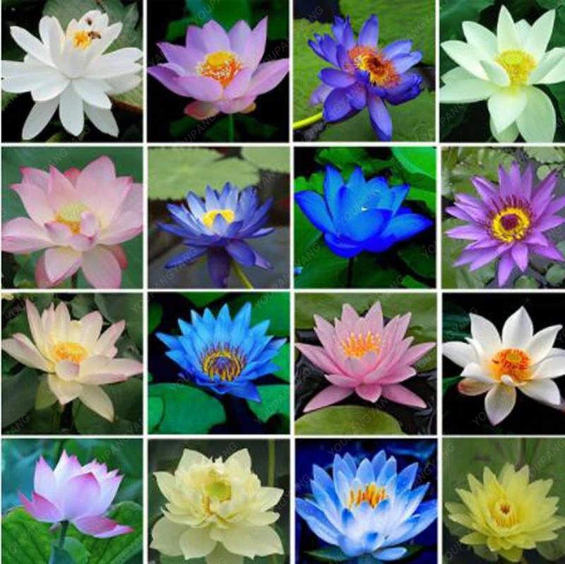 10Pcs Bowl Lotus Flower Plants Lotus plants Bonsai Lotus bonsai Teach You How To Plant Home Garden Free Shipping
10Pcs Bowl Lotus Flower Plants Lotus plants Bonsai Lotus bonsai Teach You How To Plant Home Garden Free Shipping