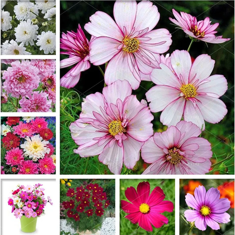 100 Pcs Double Cosmos Perennial Flower Bonsai Indoor Chrysanthemum Plant Garden balcony ornamental plants Fast Growing
100 Pcs Double Cosmos Perennial Flower Bonsai Indoor Chrysanthemum Plant Garden balcony ornamental plants Fast Growing