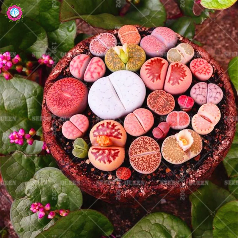 100pcs Mixed Lithops Succulent Bulbs Real Color Indoor Bonsai Flower Plants Pot For Home Garden Planting
100pcs Mixed Lithops Succulent Bulbs Real Color Indoor Bonsai Flower Plants Pot For Home Garden Planting