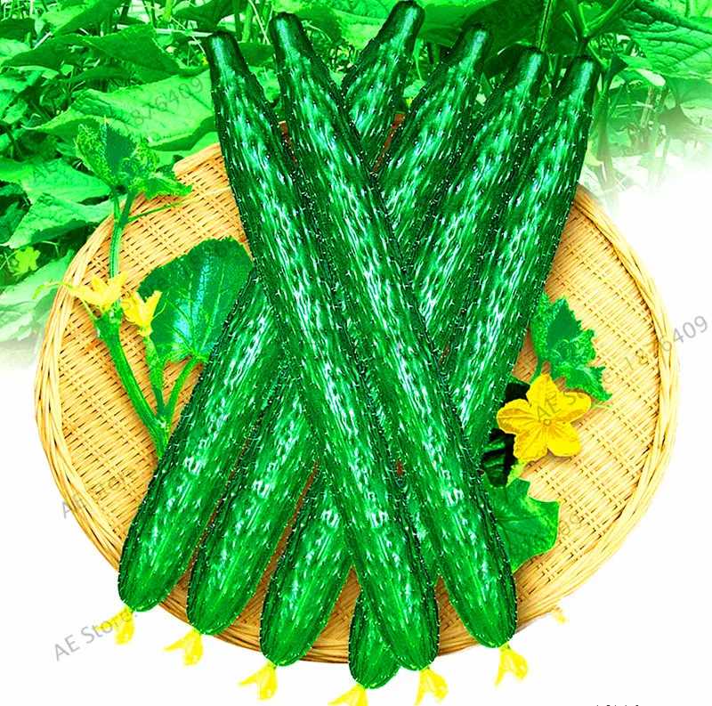 New Fresh High quality original package 100pcs Japan long cucumber bonsai Sweet fruit cucumber garden with easy planting,#4X
New Fresh High quality original package 100pcs Japan long cucumber bonsai Sweet fruit cucumber garden with easy planting,#4X