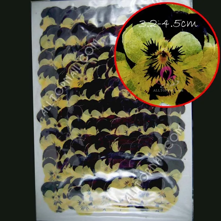 

1000pcs/ vacuumize bag dried flowers Viola tricolor pansies professional pressed flower