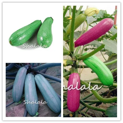 30 Pcs Sweet Pumpkin Bonsai Organic Squash Colourful delicious Bonsai Non transgene Rare Juicy Vegetables Bonsai for Home Garde
30 Pcs Sweet Pumpkin Bonsai Organic Squash Colourful delicious Bonsai Non transgene Rare Juicy Vegetables Bonsai for Home Garde