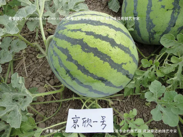 FBH050608 seeds flower pots planters garden sementes fruit bonsai tree home vegetables rainbow Water Melon 10pieces/lot | Дом и сад