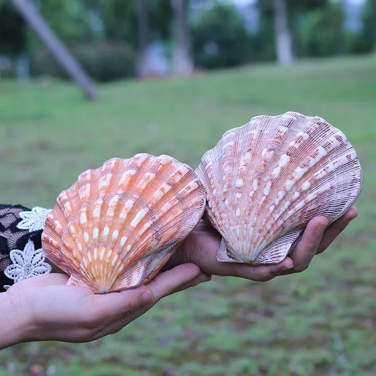 1pcs sea shells conch Natural shell scallop big shell lovers sallei fish tank yangtz decoration
1pcs sea shells conch Natural shell scallop big shell lovers sallei fish tank yangtz decoration