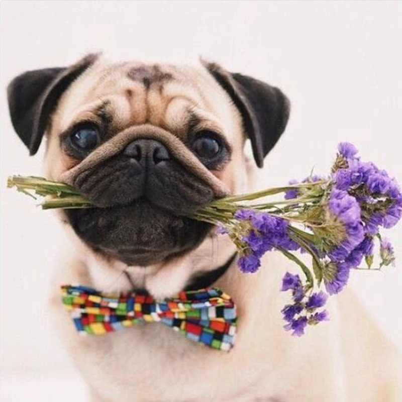 5d Diamond Painting round drill Pug Dog Flowers Animals Embroidery Full Square Diamond Painting Cross Stitch Mosaic Painting
5d Diamond Painting round drill Pug Dog Flowers Animals Embroidery Full Square Diamond Painting Cross Stitch Mosaic Painting