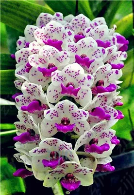 100Pcs / Bag Multi Color real Orchids Bonsai Tree Very Easy Grow Home & Garden Building Flower For Sale
100Pcs / Bag Multi Color real Orchids Bonsai Tree Very Easy Grow Home & Garden Building Flower For Sale