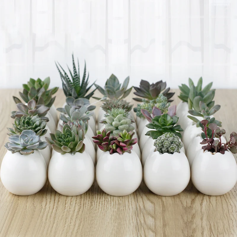 White Flower Plant Pot for Succulents Ornaments Creative MINI Egg Flowerpot Home Desktop Decor Basin Creative Gift Pots
White Flower Plant Pot for Succulents Ornaments Creative MINI Egg Flowerpot Home Desktop Decor Basin Creative Gift Pots