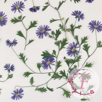 60pcs Pressed Dried Blue Daisy With Stalk Plant Herbarium For Jewelry Postcard Invitation Card Phone Case Bookmark Making DIY
60pcs Pressed Dried Blue Daisy With Stalk Plant Herbarium For Jewelry Postcard Invitation Card Phone Case Bookmark Making DIY