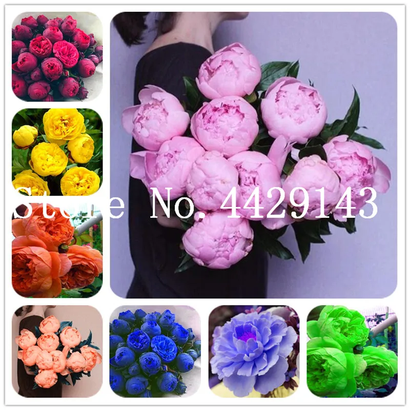 10 Pcs/Bag Rare Double Peony Bonsai Multicolor Perennial Peony Flowers Chinese Paeonia Suffruticosa flower Diy Home Garden Plant
10 Pcs/Bag Rare Double Peony Bonsai Multicolor Perennial Peony Flowers Chinese Paeonia Suffruticosa flower Diy Home Garden Plant