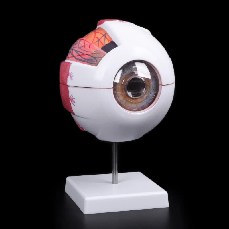 Free shipping Eyeball Model Anatomical Medical Learning Aid Teaching Instrument Science Resources | Канцтовары для офиса и