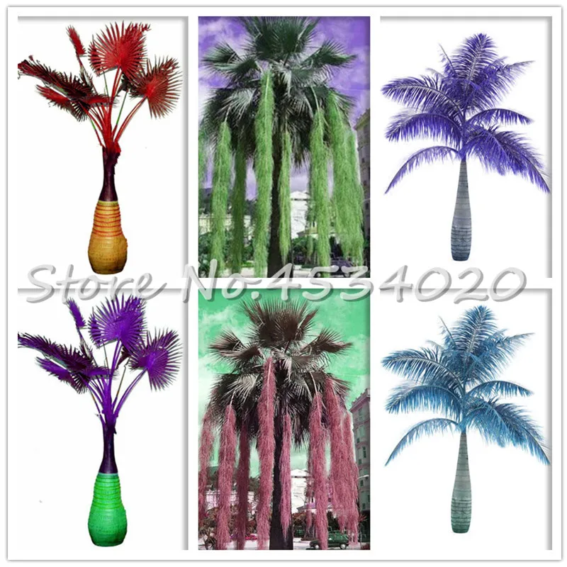10 Pcs/ bag Japan Bottle Palm Tree Flores Exotic Plants Bonsai Tree Tropical Ornamental Potted Planta for Home Garden Planting
10 Pcs/ bag Japan Bottle Palm Tree Flores Exotic Plants Bonsai Tree Tropical Ornamental Potted Planta for Home Garden Planting