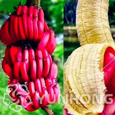 Free Shipping 100 Pcs Snow White Bonsai Red Banana Tree Delicious Fruit In Your Backyard Easy-growing Potted Plant Garden Pot
Free Shipping 100 Pcs Snow White Bonsai Red Banana Tree Delicious Fruit In Your Backyard Easy-growing Potted Plant Garden Pot