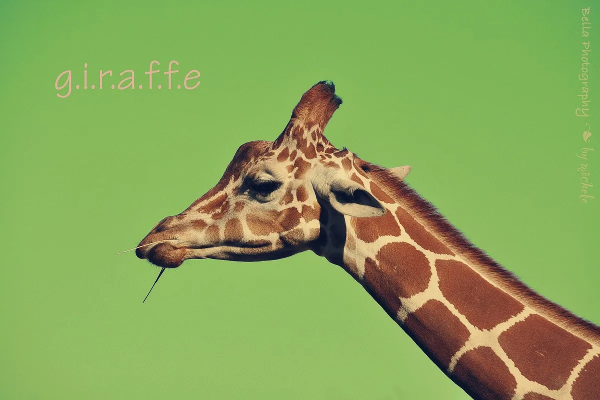 giraffe neck face close-up PDW372 wall decor canvas fabric poster custom print for room home decoration (frame available) | Дом и сад