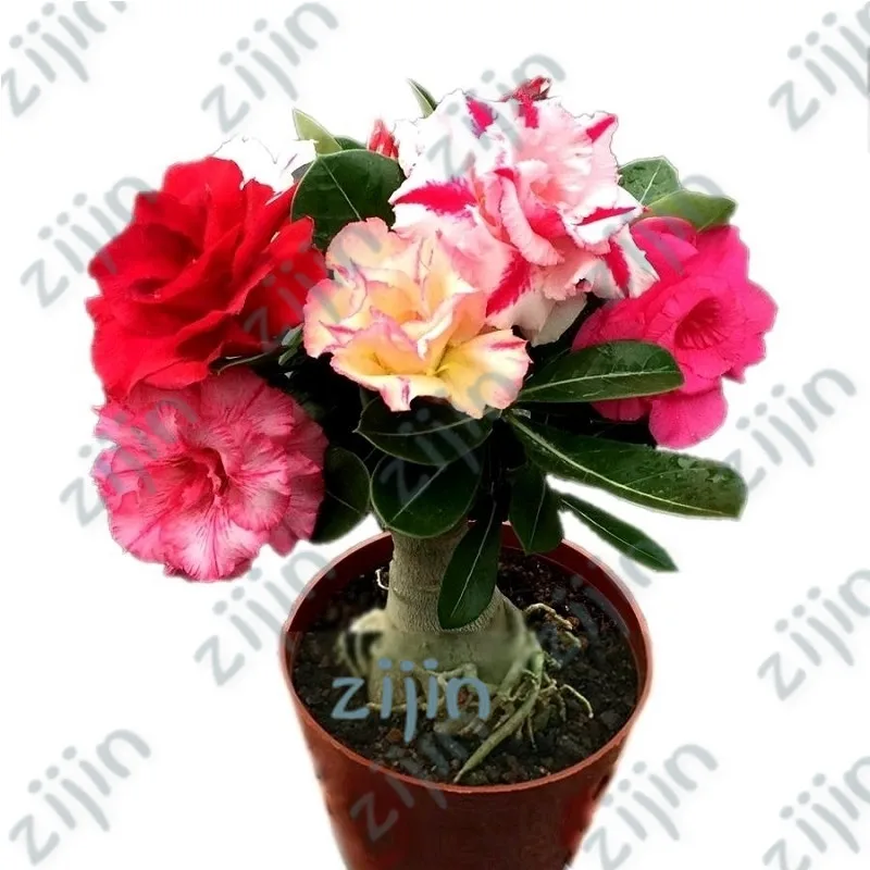 Hot Sale 5pcs desert rose rare flower indoor bonsai Purifying Air Adenium Obesum garden flowers The Germination Rate 95%
Hot Sale 5pcs desert rose rare flower indoor bonsai Purifying Air Adenium Obesum garden flowers The Germination Rate 95%