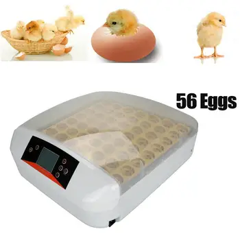 Automatic 56 Egg Incubator Hatch Machine Hatchery Chicken Egg Incubator Quail Brooder Factory price
Automatic 56 Egg Incubator Hatch Machine Hatchery Chicken Egg Incubator Quail Brooder Factory price