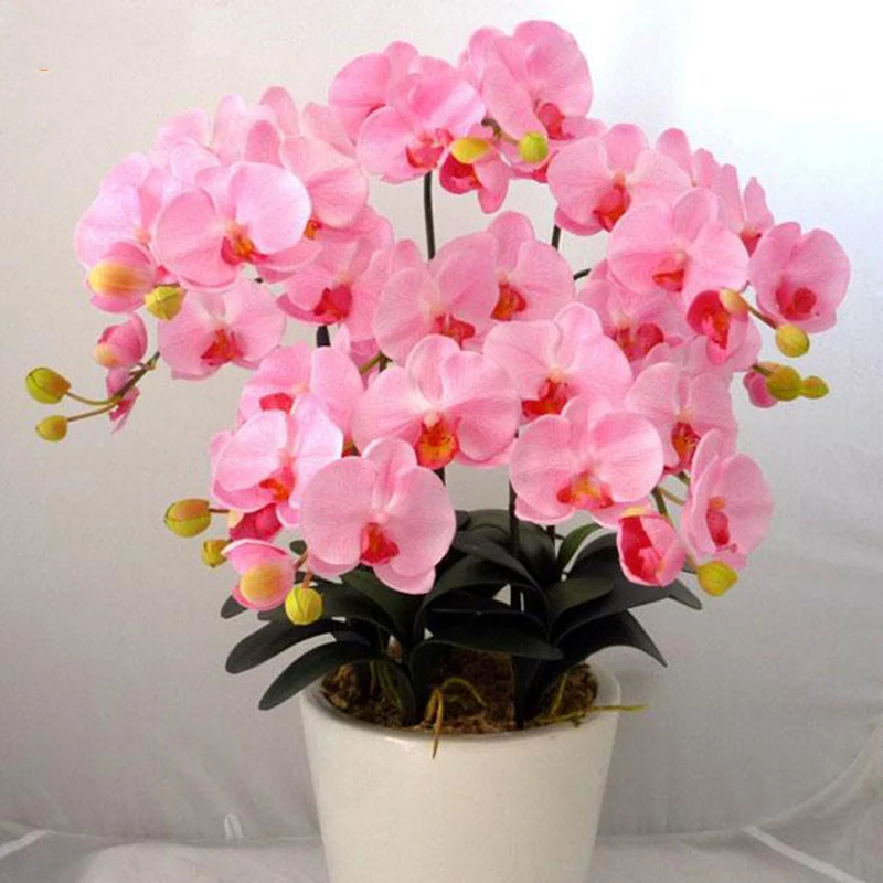 100pcs Very Rare Phalaenopsis Orchid Flower Bonsai Orchids Perennial Phalaenopsis
100pcs Very Rare Phalaenopsis Orchid Flower Bonsai Orchids Perennial Phalaenopsis