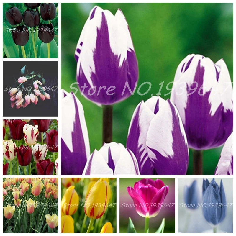 200 Pcs Bonsai Tulip Flower Beautiful Tulipanes Flower Plant For Garden Bloom Plants(Not Tulip Bulbs ) Flower Symbolizes Love
200 Pcs Bonsai Tulip Flower Beautiful Tulipanes Flower Plant For Garden Bloom Plants(Not Tulip Bulbs ) Flower Symbolizes Love