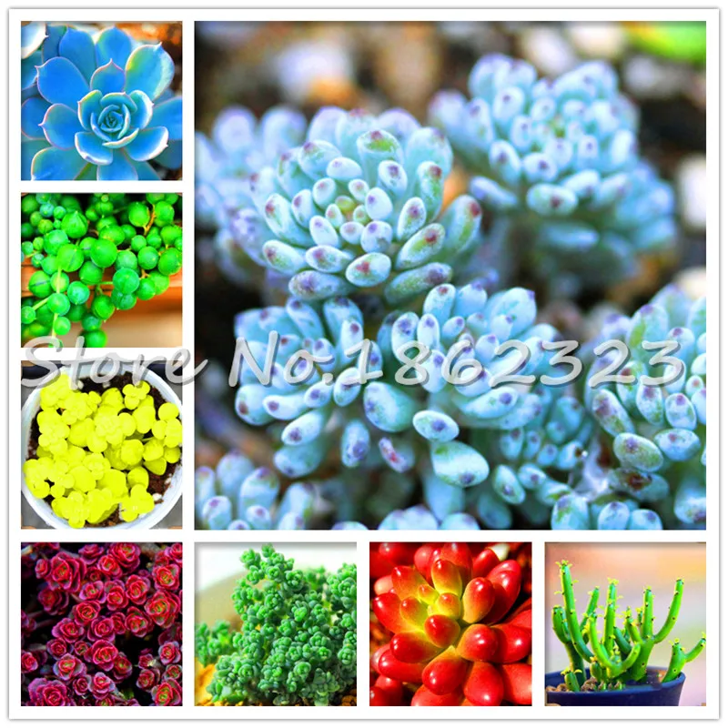 100 pcs Bonsai Succulent Plante,office desktop flowers, Indoor Bonsai Balcony Flower For Home Diy Garden Planting Purify the Air
100 pcs Bonsai Succulent Plante,office desktop flowers, Indoor Bonsai Balcony Flower For Home Diy Garden Planting Purify the Air