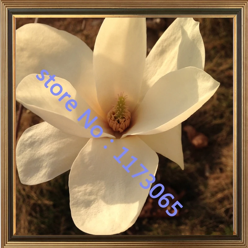 Needlework,DIY DMC 14CT 11CT printed Cross stitch,Embroidery kits flower white canvas Counted Cross-Stitching
Needlework,DIY DMC 14CT 11CT printed Cross stitch,Embroidery kits flower white canvas Counted Cross-Stitching
