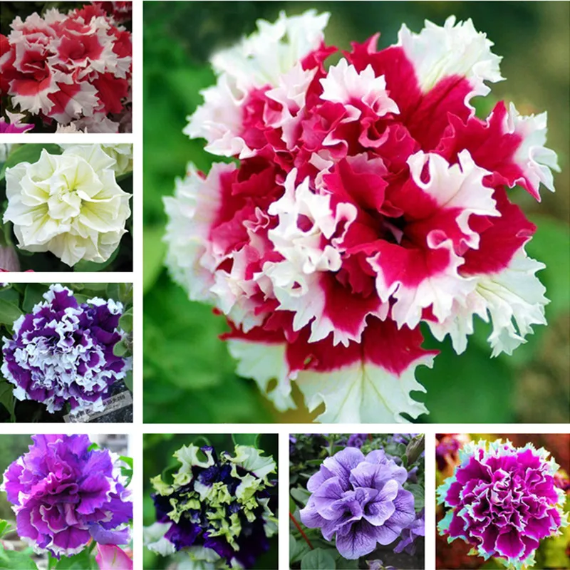 100 pcs/bag Rare petunia bonsai,flowers petunia,bonsai flower flores,Exotic planting petunia Natural growth for home garden
100 pcs/bag Rare petunia bonsai,flowers petunia,bonsai flower flores,Exotic planting petunia Natural growth for home garden