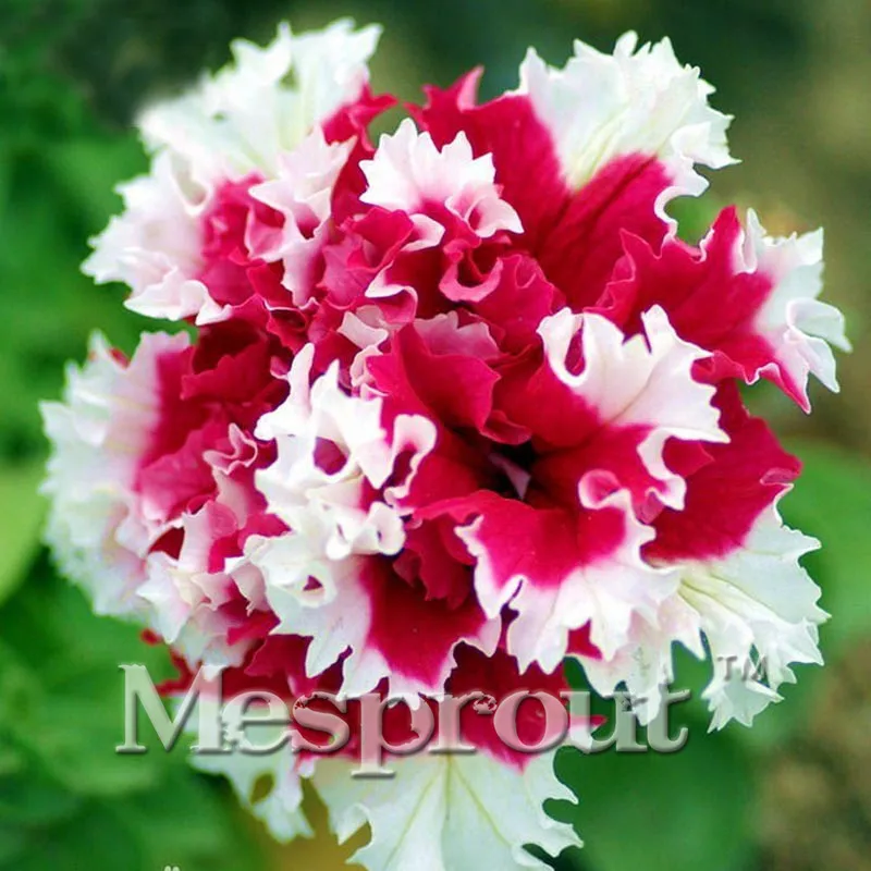 200 PCS Petunia Petals Red side Petals Petunia Garden Home Bonsai Balcony Flower Petunia Flower Bonsai
200 PCS Petunia Petals Red side Petals Petunia Garden Home Bonsai Balcony Flower Petunia Flower Bonsai