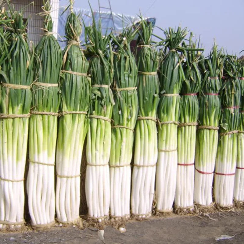 200 pcs/Pack bonsai onion Shangdong Zhangqiu Giant Chinese Green Onion Home Garden Bonsai Plant Chinese Vegetable
200 pcs/Pack bonsai onion Shangdong Zhangqiu Giant Chinese Green Onion Home Garden Bonsai Plant Chinese Vegetable