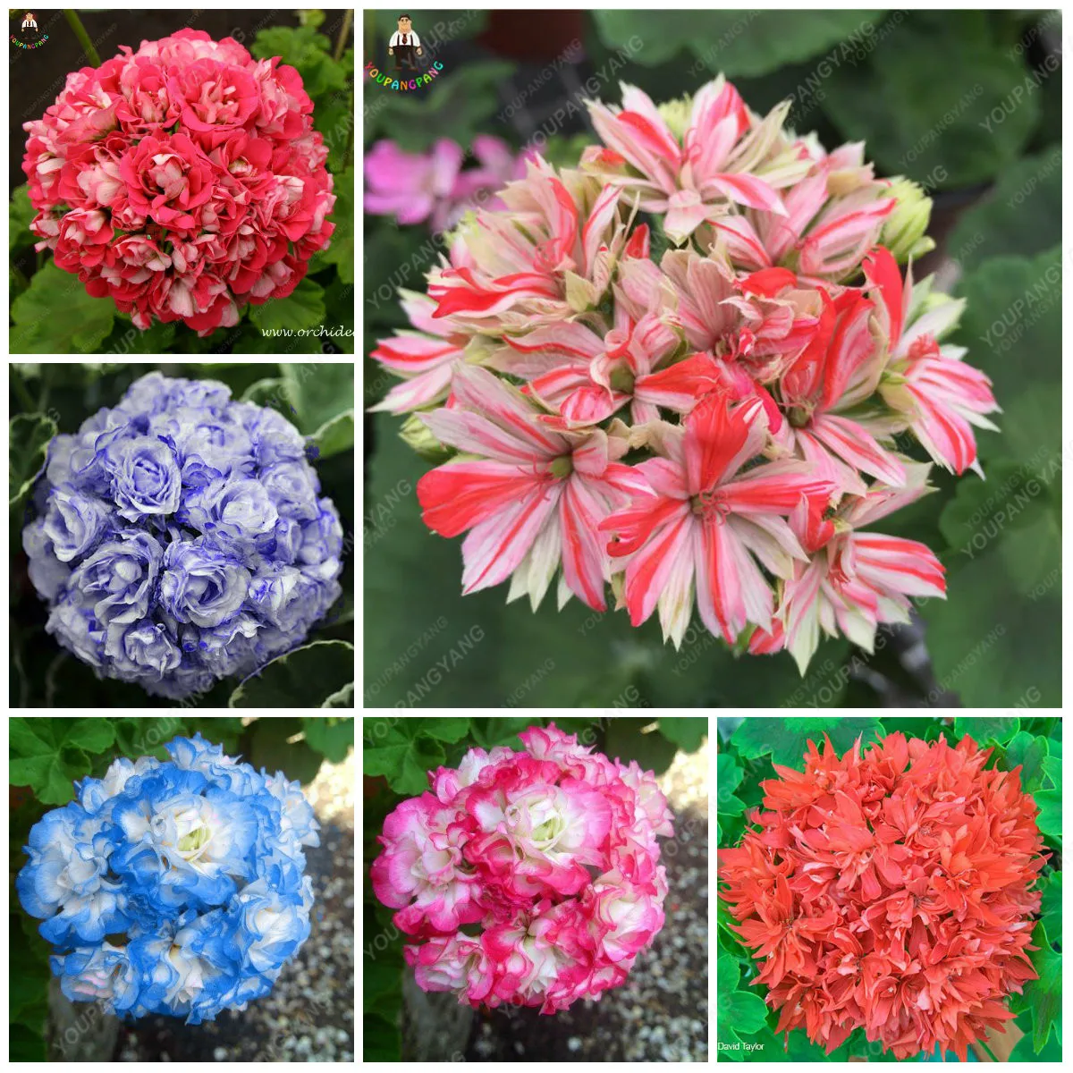 50pcs/bag Geranium Plants Perennial Flower Plantas Pelargonium Peltatum Flowers potted geranium plant bonsai Garden
50pcs/bag Geranium Plants Perennial Flower Plantas Pelargonium Peltatum Flowers potted geranium plant bonsai Garden